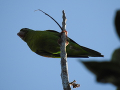 Brotogeris jugularis