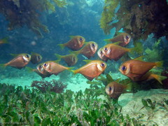 Pempheris compressa