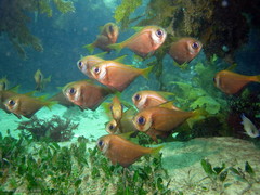 Pempheris compressa
