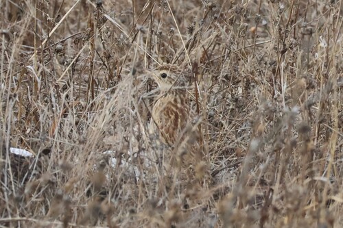 Australian Pipit (Anthus australis), photo 3