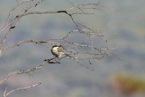 Singing Honeyeater (Gavicalis virescens), photo 3