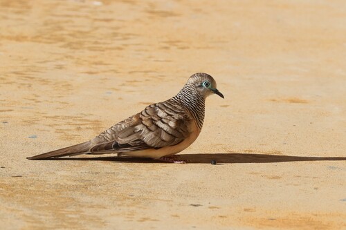 Peaceful Dove (Geopelia placida), photo 8