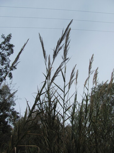 Arundo micrantha (Arundo micrantha)