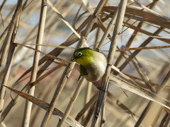 Zosterops japonicus