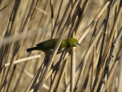 Zosterops japonicus