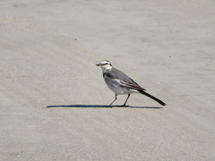 Motacilla alba