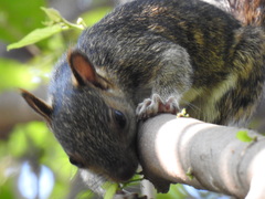 Sciurus variegatoides