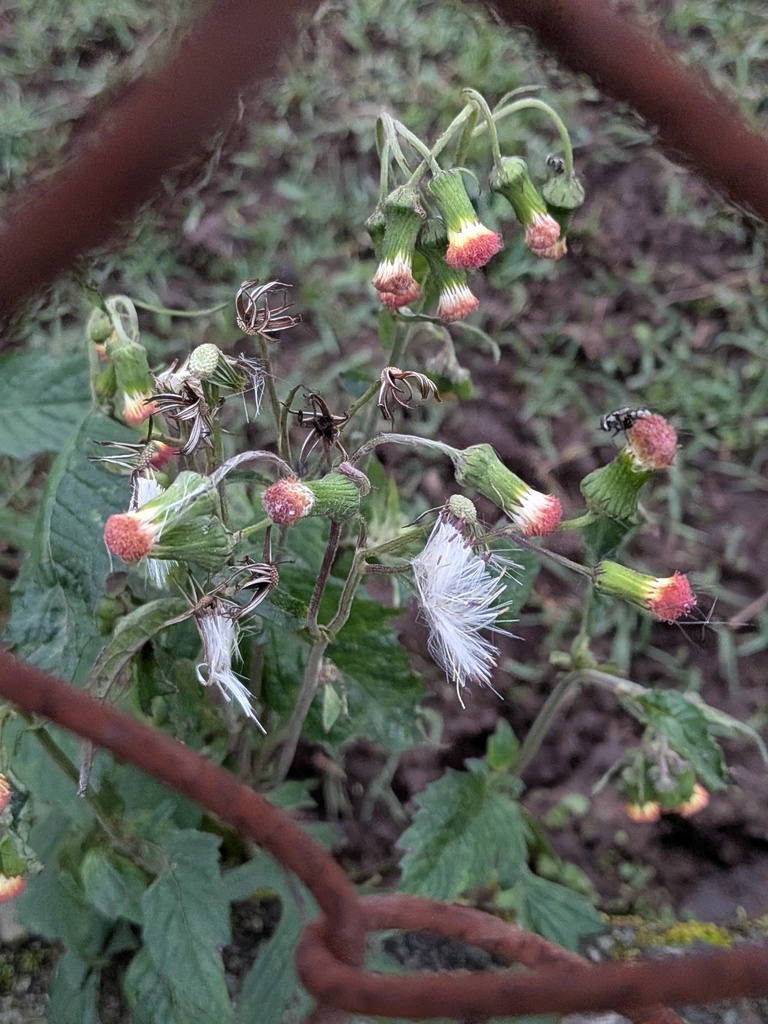 Ebolo (Crassocephalum crepidioides)