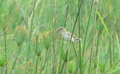 Cisticola haematocephalus