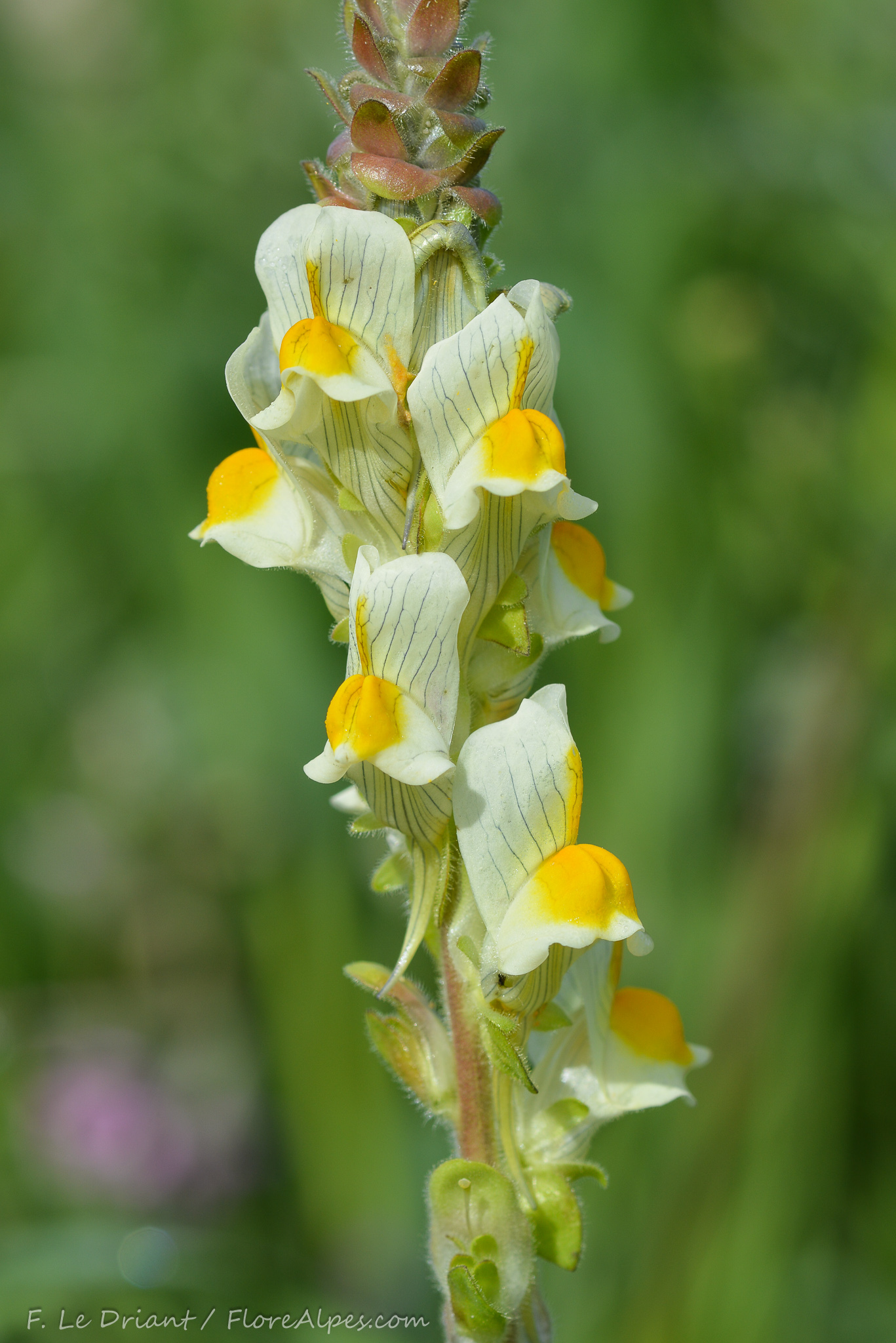 Linaria