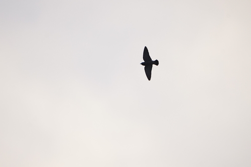 Ashy Woodswallow (Artamus fuscus), photo 2