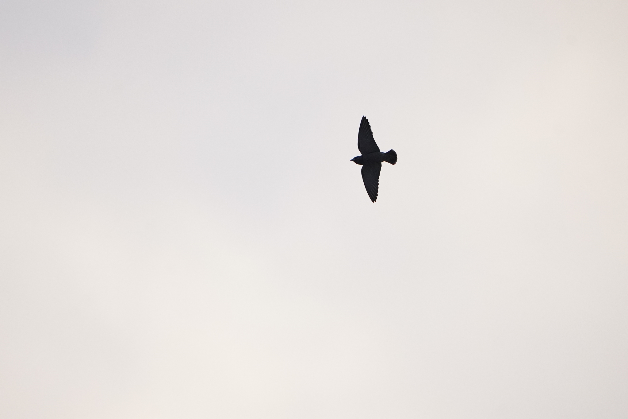 Ashy Woodswallow (Artamus fuscus), photo 2