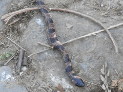 Tropidodipsas fischeri
