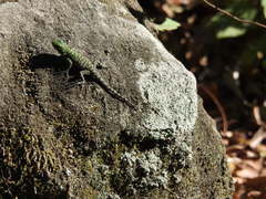Sceloporus smaragdinus