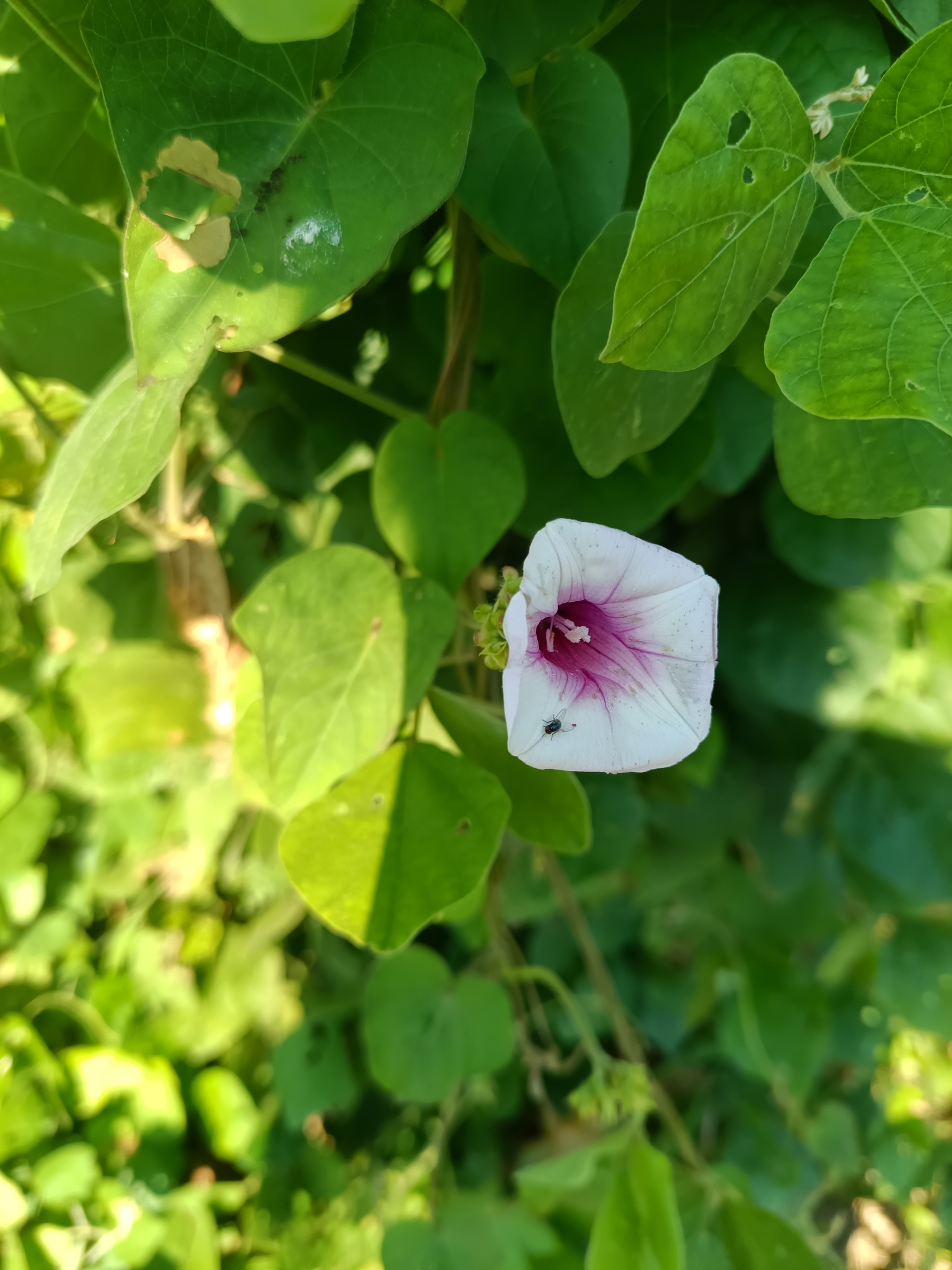 Beispielbild: Süßkartoffel (Ipomoea batatas)