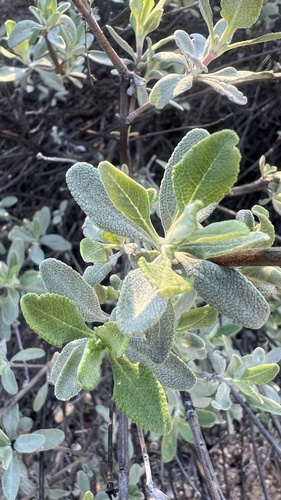 Cleveland Sage (Salvia clevelandii)