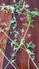 Apium prostratum prostratum