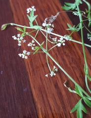 Apium prostratum prostratum