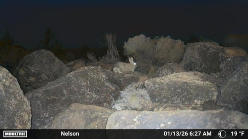 Mountain Cottontail observed by jnelson