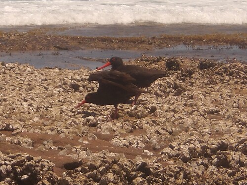 Sooty Oystercatcher (Haematopus fuliginosus), photo 4