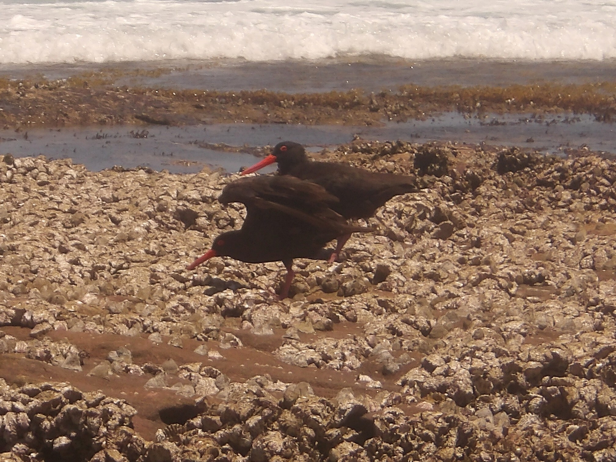 Sooty Oystercatcher (Haematopus fuliginosus), photo 4