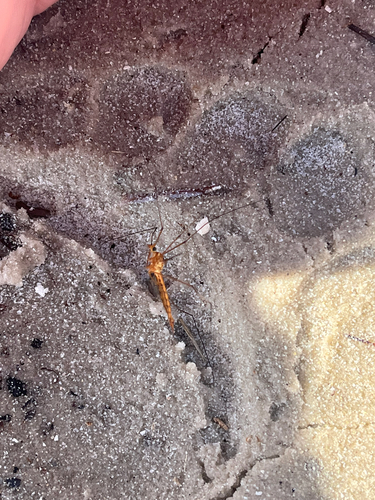 Unknown species found near Saint Petersburg, FL, US