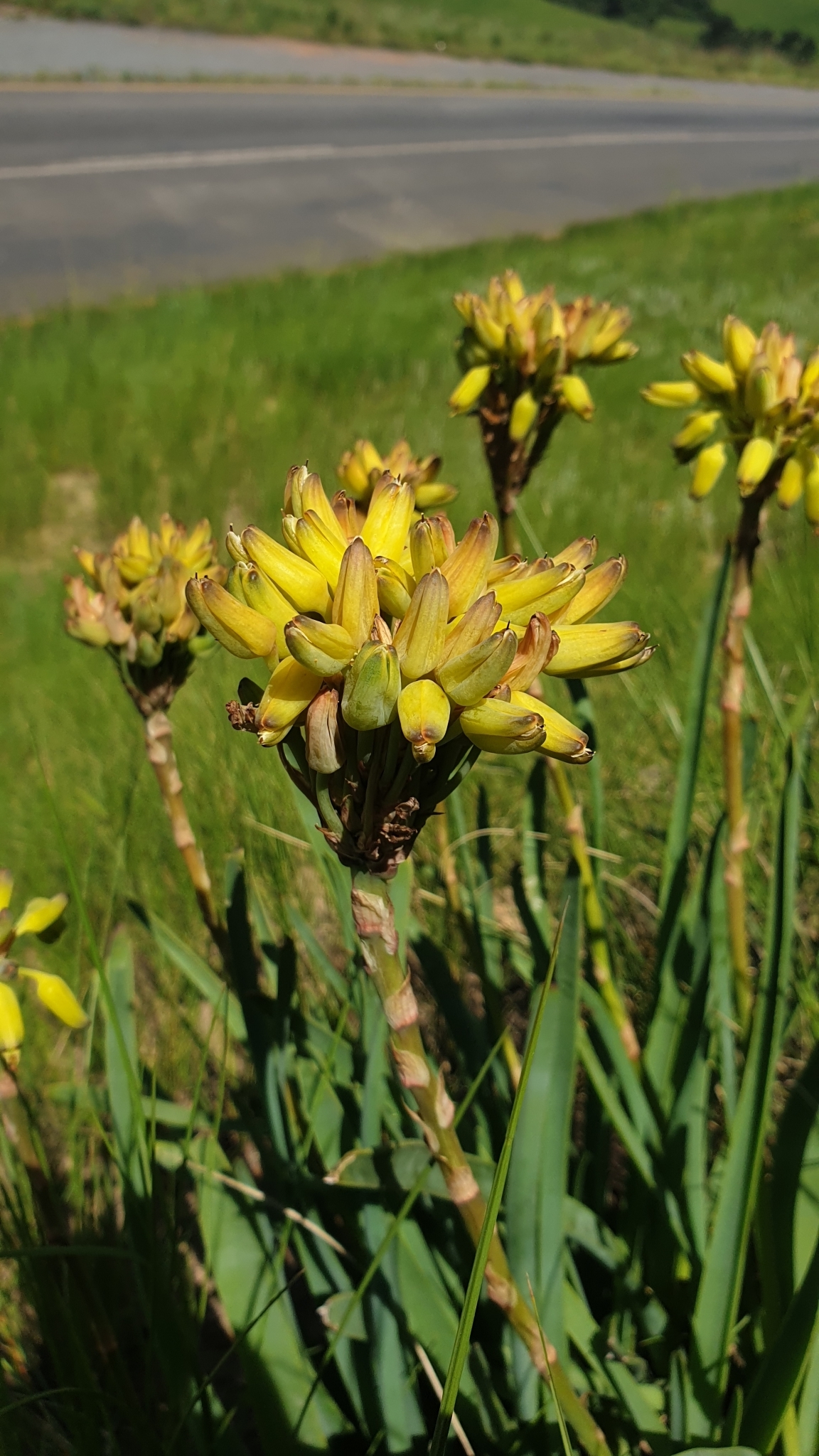 Aloe linearifolia