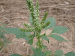 Amaranthus
