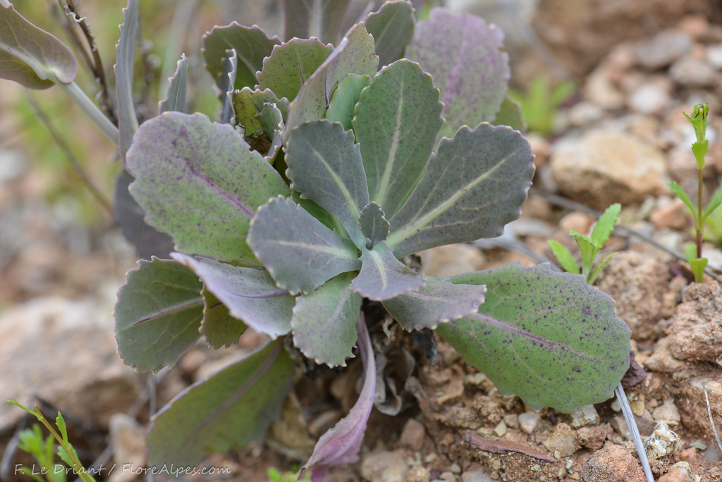 Purple Cabbage