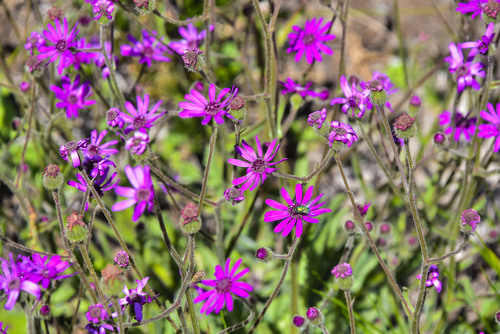 Senecio speciosus