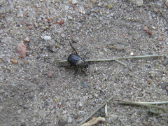 Hoplia graminicola