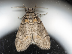 Smyriodes trigramma