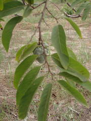 Annona squamosa