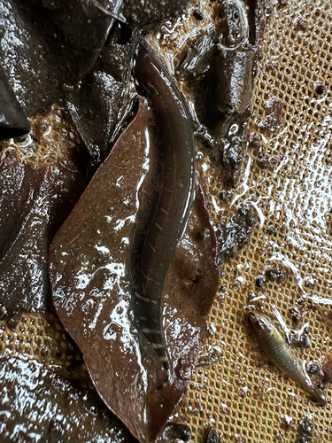 Gymnotus anguillaris