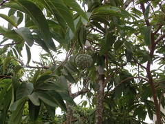 Annona squamosa