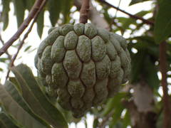 Annona squamosa