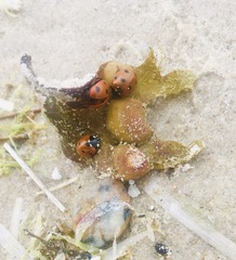 Coccinella septempunctata