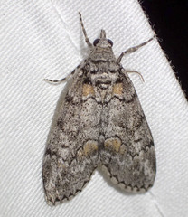 Smyriodes trigramma