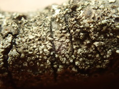 Hyperphyscia adglutinata