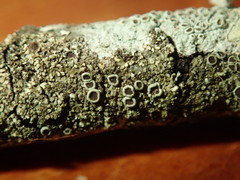 Hyperphyscia adglutinata