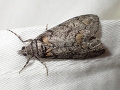 Smyriodes trigramma