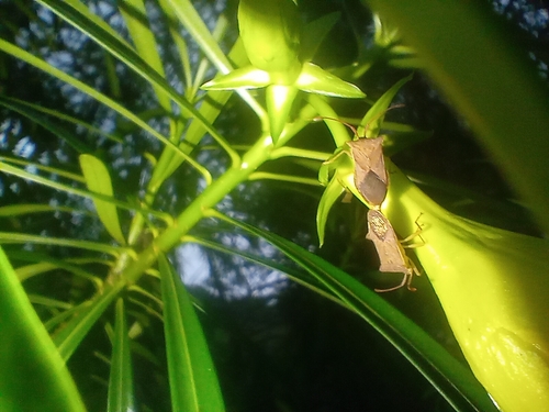 Cletus ochraceus
