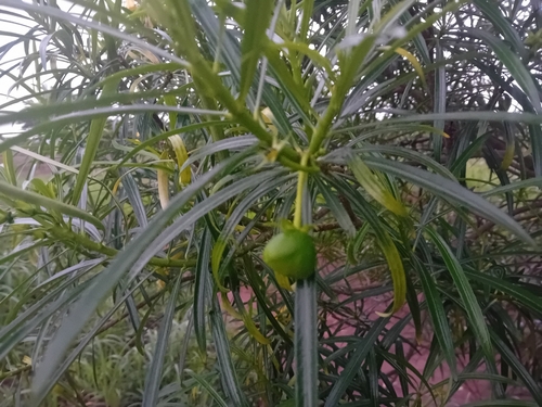 Be-still tree