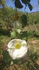 Ipomoea albivenia