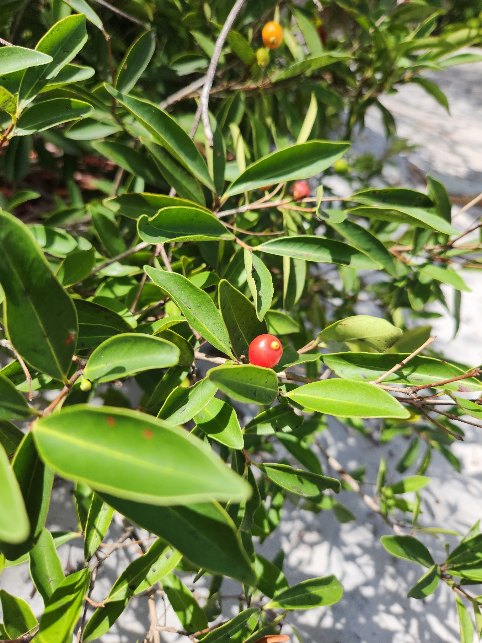Eugenia punicifolia