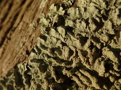 Notoparmelia erumpens