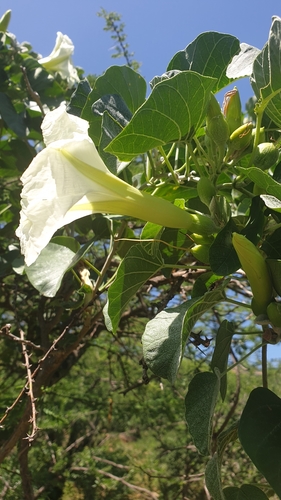 Image of Ipomoea albivenia by (c) Aaliyah Motala, some rights reserved (CC BY-SA)
