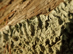 Notoparmelia erumpens