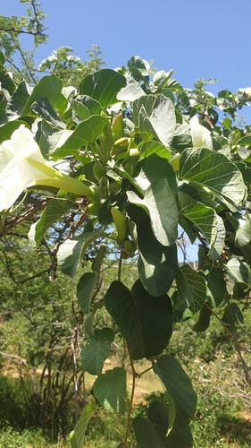 Image of Ipomoea albivenia by (c) Aaliyah Motala, some rights reserved (CC BY-SA)