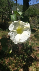 Ipomoea albivenia